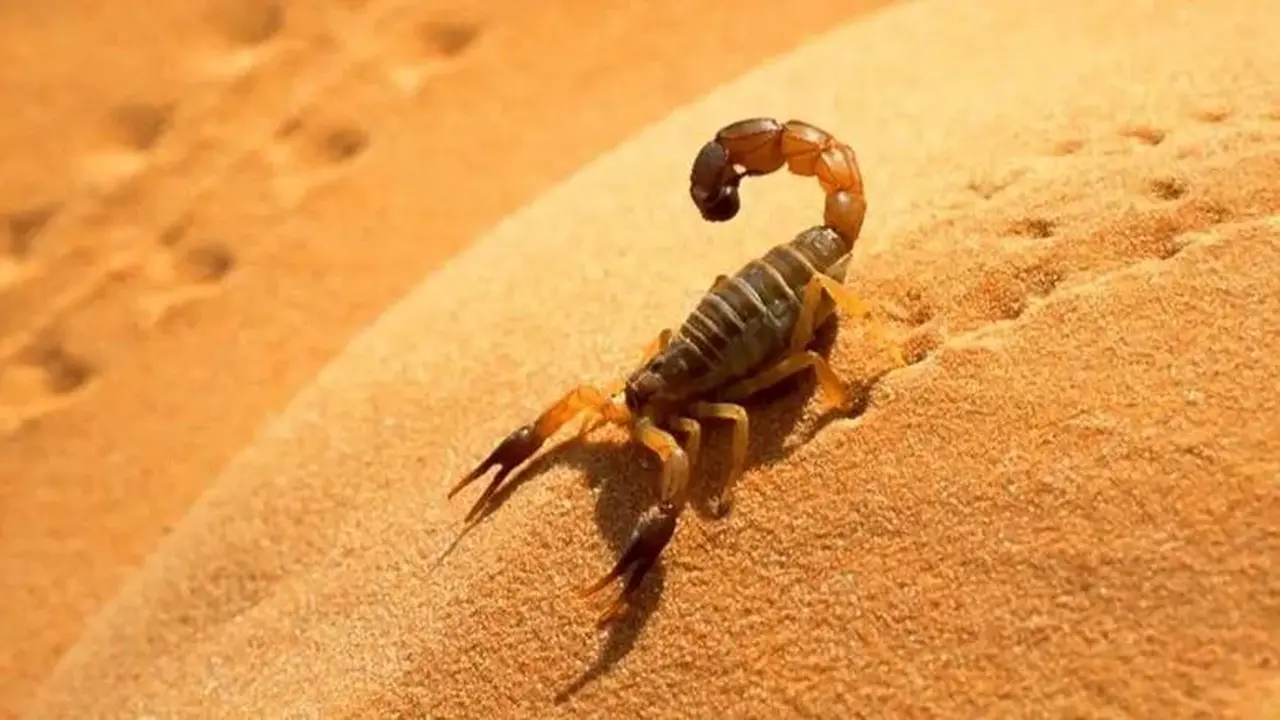 نصيحة يومية لبرج العقرب.. تجنب التسرع يعزز حظوظك المهنية